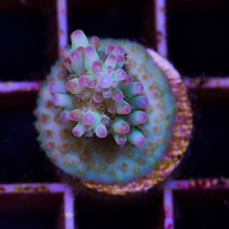 newcoral1367b - 85+ New WYSIWYG Acros at Cherry Corals!